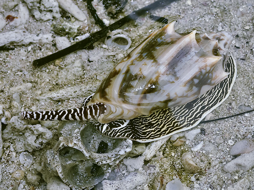 Cymbiola vespertilio